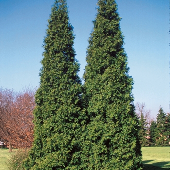Spring Grove® Spring Grove®