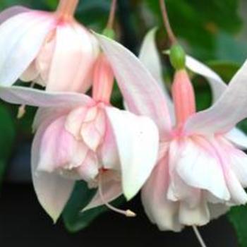 Pink Marshmallow