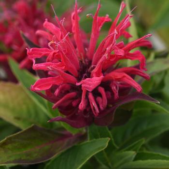 Bee Balm