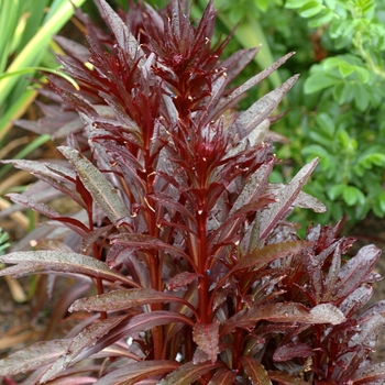 Cardinal Flower
