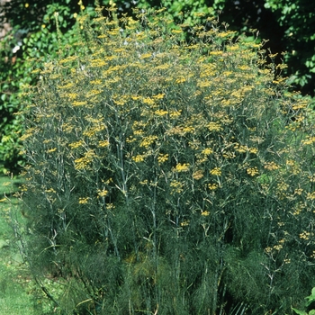 Fennel (Dragon)