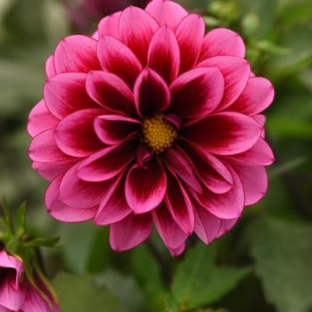 Dalaya&reg; Cranberry