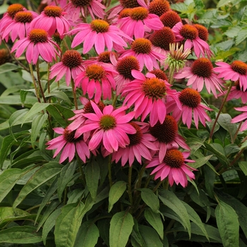 Coneflower