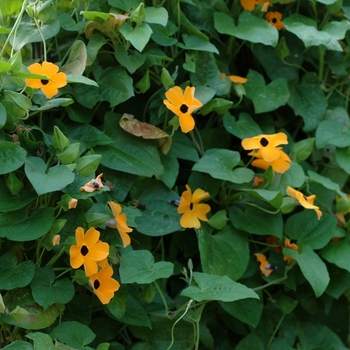 Black-eyed Susan Vine Black-eyed Susan Vine