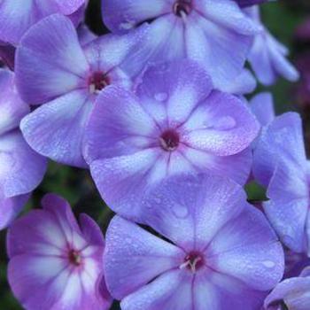 Garden Phlox Garden Phlox