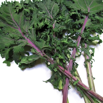 Kale Kale