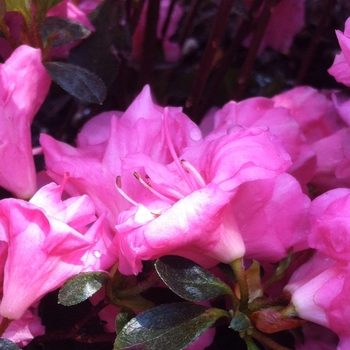 'Rosebud' Azalea