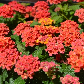 Bloomify&trade; Red 