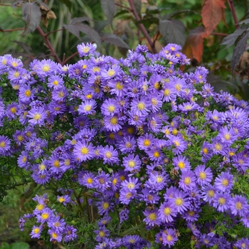 Aster Aster