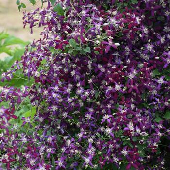 Clematis Clematis