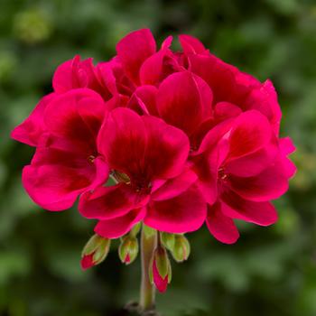 Geranium, Zonal