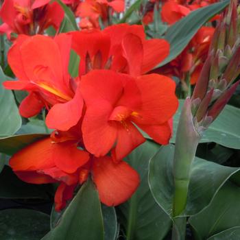 Cannova® Scarlet Cannova® Scarlet
