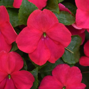Impatiens 