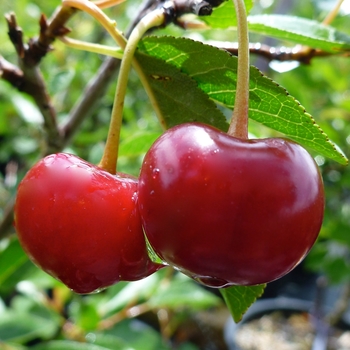 Cherry, Bush Cherry, Bush