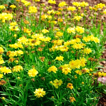 Tickseed Tickseed
