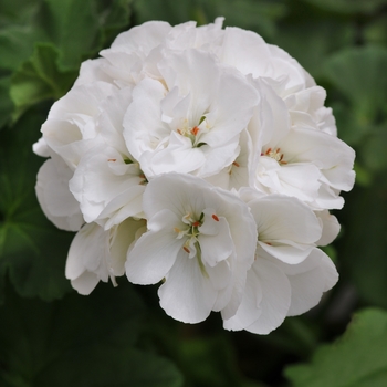 Dynamo™ White Dynamo™ White