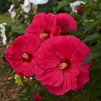 Rose Mallow Rose Mallow
