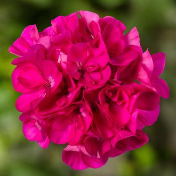 Geranium, Zonal