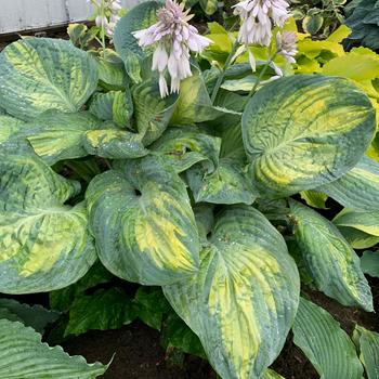 Shadowland® 'Sound of Music' Plantain Lily Shadowland® 'Sound of Music' Plantain Lily