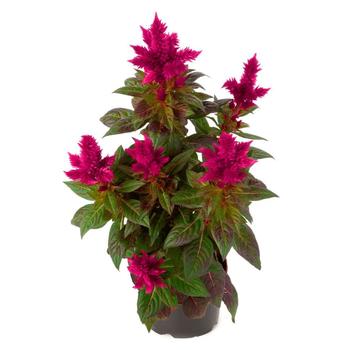 Celosia Celosia