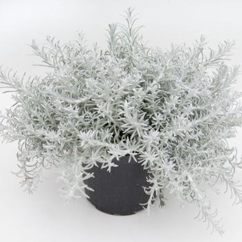 Helichrysum Helichrysum