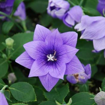 Balloon Flower Balloon Flower