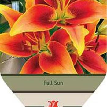 Oriental Trumpet Lily Oriental Trumpet Lily