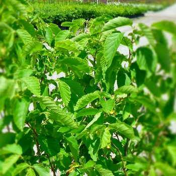 American Hazelnut American Hazelnut