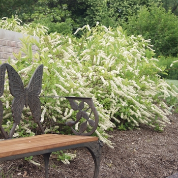 Japanese Iris Japanese Iris