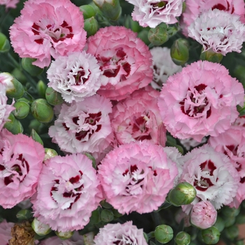 Border Carnation Border Carnation