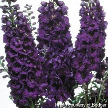 Larkspur Larkspur