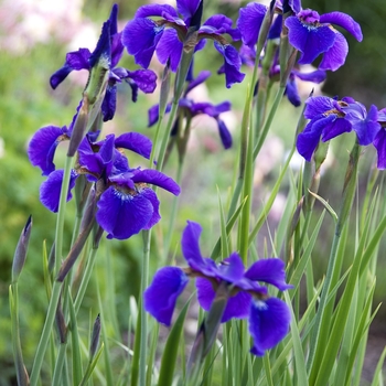 Siberian Iris