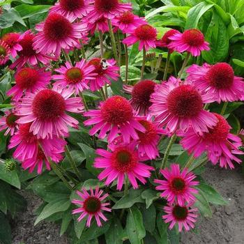 Coneflower