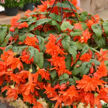 Belleconia™ Hot Orange