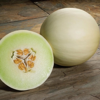 Melon, Honeydew 