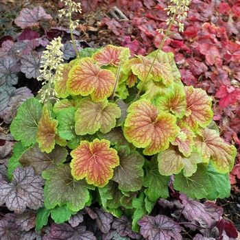 Coral Bells