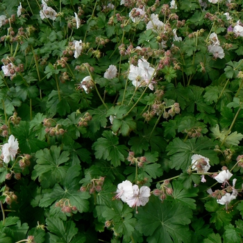 Cransebill