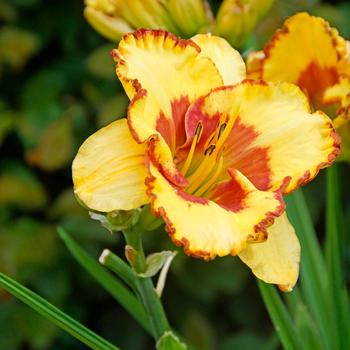 Daylily