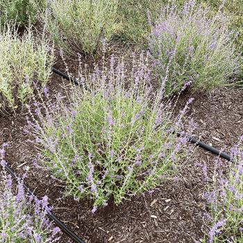 Russian Sage