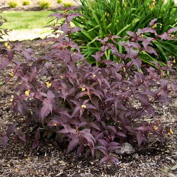 Firefly&8482; Nightglow&8482;