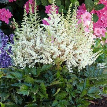 False Spirea