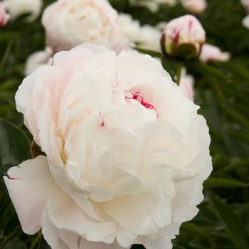 Garden Peony