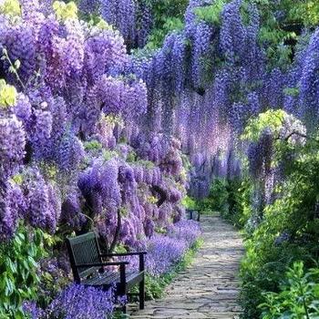 Blue Moon Wisteria