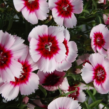 Dianthus 