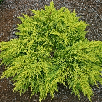 'Daub's Frosted' Juniper