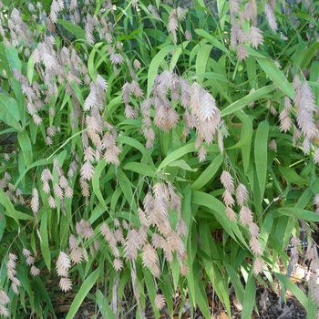 Northern Sea Oats