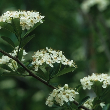 'Crusader®' Hawthorn