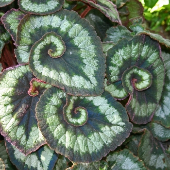 Begonia, Rex