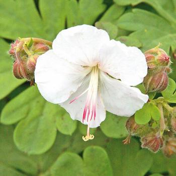 Cranesbill