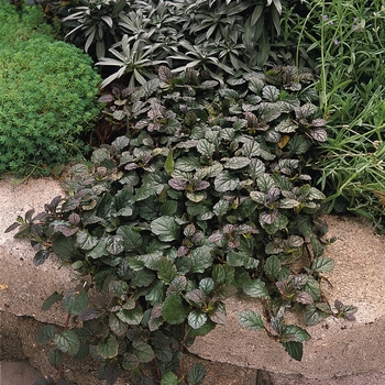 Bugleweed